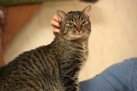 Hand of person stroking head of cute cat.