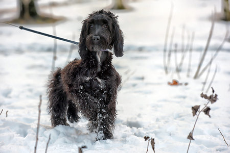 Black long-haired terrier cropped.
