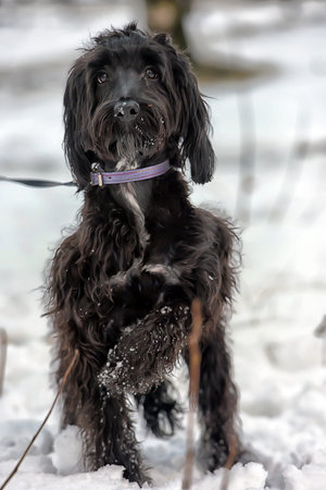 Black long-haired terrier cropped.