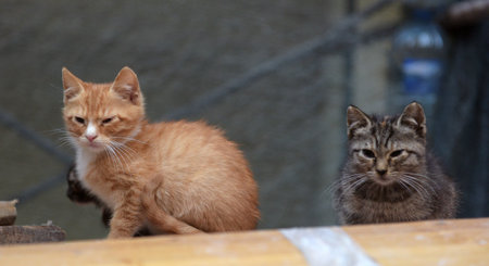 Homeless kittens on the street.
