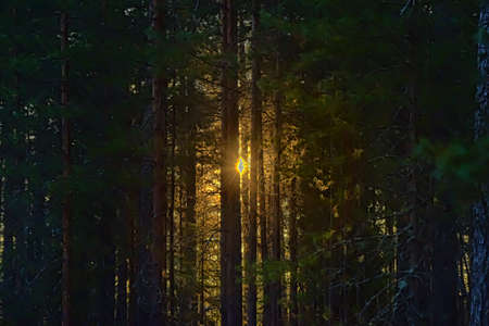Rays of the sun through the spruce branches at dawn in the forestの写真素材