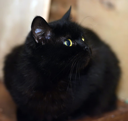 Cute black catの写真素材