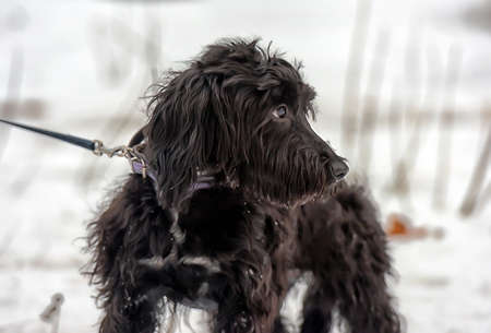 Black long-haired terrier cropped.の写真素材