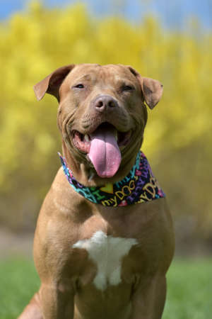 Brown American Pit Bull Terrier sitting on grass in springの写真素材