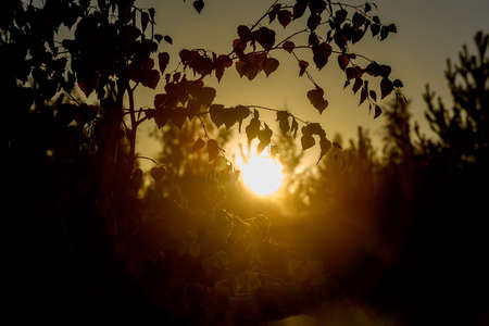 Rays of the sun at dawn, making their way through the leaves of a treeの写真素材