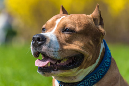 American Staffordshire Terrier portrait in a blue collar
