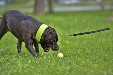 Breed American Bully, 9 months old puppyの写真素材