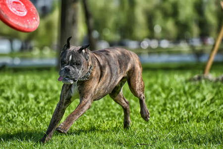 German boxer with cropped ears playing in the parkの写真素材