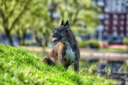 German boxer with cropped ears in the summer in the parkの写真素材