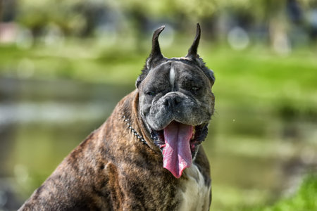German boxer with cropped ears in the summer in the parkの写真素材