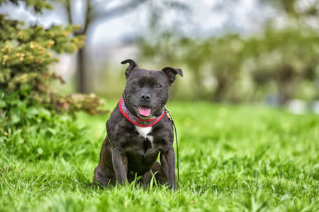 English staffordshire bull terrier five years oldの写真素材
