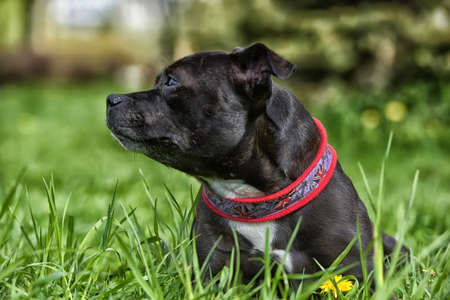 English staffordshire bull terrier five years oldの写真素材