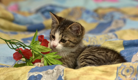 Striped with white kitten and red flowerの写真素材