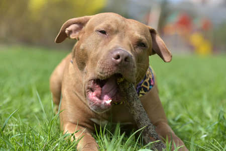 Brown American Pit Bull Terrier lying on the grassの写真素材