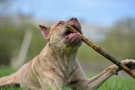 American pit bull terrier gnaws a stick