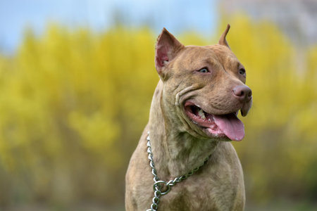 Two American pit bull terrier playing on the grassの写真素材
