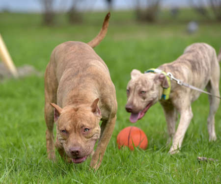 Two American pit bull terrier playing on the grassの写真素材