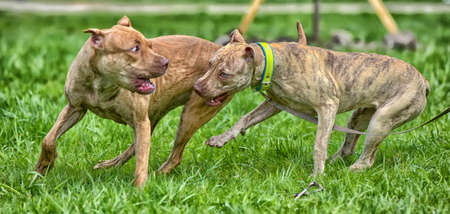 Two American pit bull terrier playing on the grassの写真素材