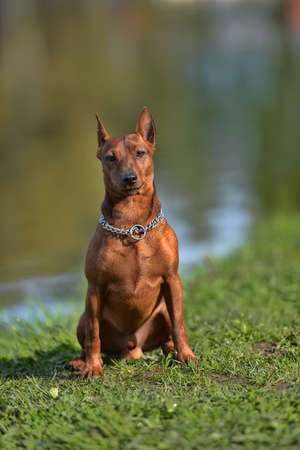 Dwarf pinscher in summer on green grassの写真素材