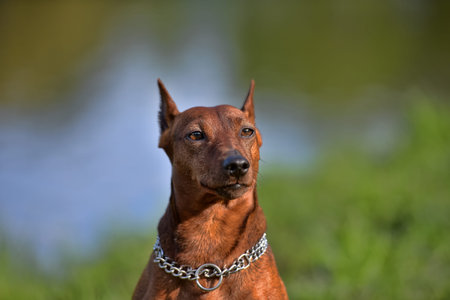 Dwarf pinscher in summer on green grassの写真素材