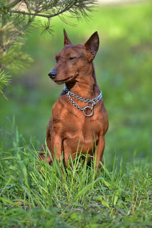 Dwarf pinscher in summer on green grassの写真素材