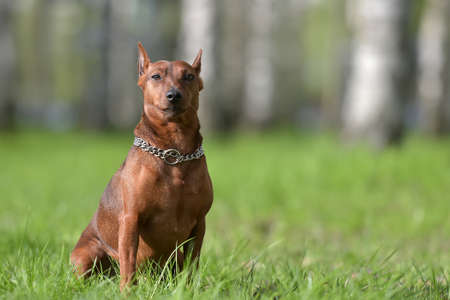 Dwarf pinscher in summer on green grassの写真素材