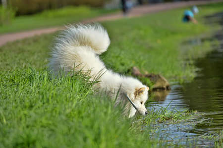 Samoyed swim in the summer in the lakeの写真素材