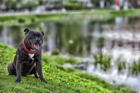 English staffordshire bull terrier five years oldの写真素材
