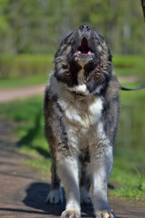 Caucasian Shepherd Dog in summerの写真素材