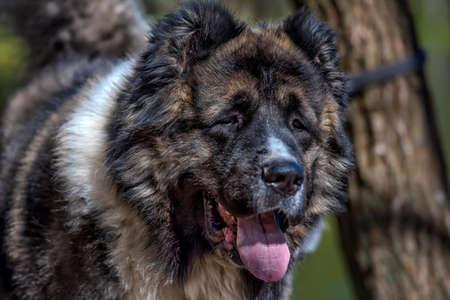Caucasian sheepdog portrait in summer in parkの写真素材
