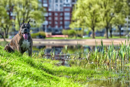 German boxer with cropped ears in the summer in the parkの写真素材