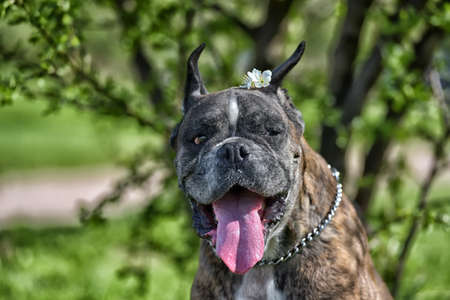 German boxer with cropped ears in the summer in the parkの写真素材