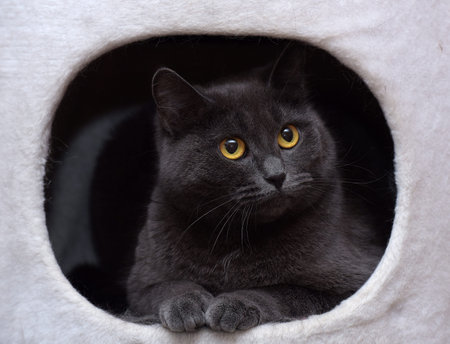 Gray cat in a cat's houseの写真素材