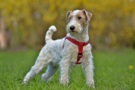 Airedale terrier in summer white with red