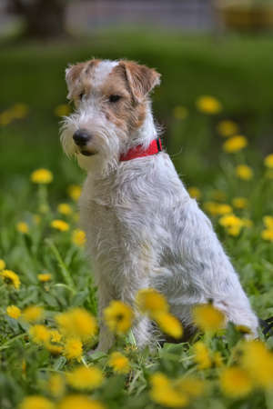White with red airedale terrier among yellow dandelionsの写真素材