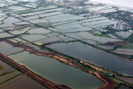 Aerial view of the rice field and houses in Thailand