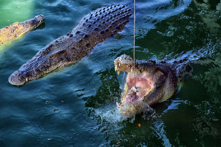 Image of Crocodile eats chicken at a zoo in Thailand.の写真素材