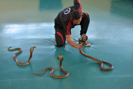 PATTAYA, THAILAND -26,06,2017 : "Show of snakes" performer play with cobra during a show in a zoo on 26,06, 2017 in Pattaya, Thailand.のeditorial素材
