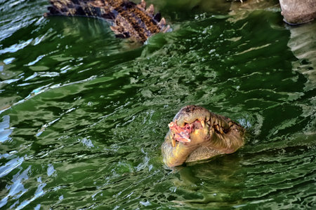 Crocodiles  at Crocodile Farm in Thailand