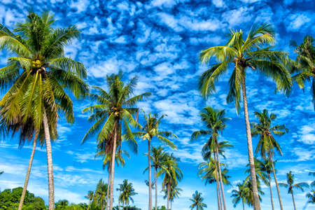 Palms against the blue sky with cloudsの写真素材