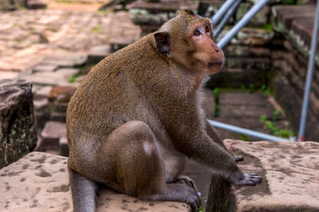 Angkor Wat monkeyの写真素材