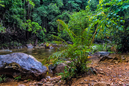 Stream in the tropical jungles of South East Asia Thailand Koh Changの写真素材