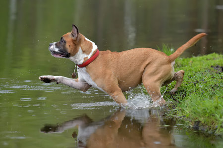 American Staffordshire Terrier jumping water