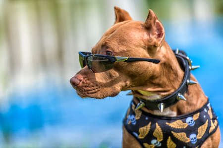 Pit Bull Terrier in a collar with thorns and sunglassesの写真素材