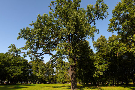 Large two-hundred-year-old oak on the lawn of the parkの写真素材