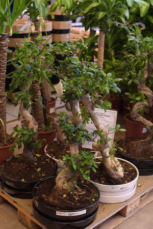 Russia, St. Petersburg, 15,03,2015 Potted plants for sale in the Ikea storeのeditorial素材
