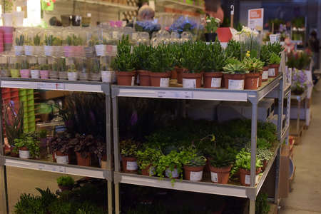 Russia, St. Petersburg, 15,03,2015 Potted plants for sale in the Ikea storeのeditorial素材