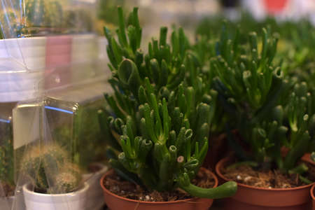 Russia, St. Petersburg, 15,03,2015 Potted plants for sale in the Ikea storeのeditorial素材