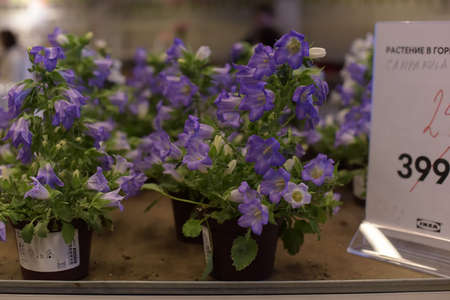 Russia, St. Petersburg, 15,03,2015 Potted plants for sale in the Ikea storeのeditorial素材