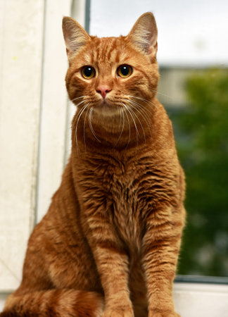 beautiful big red cat on the windowsillの写真素材
